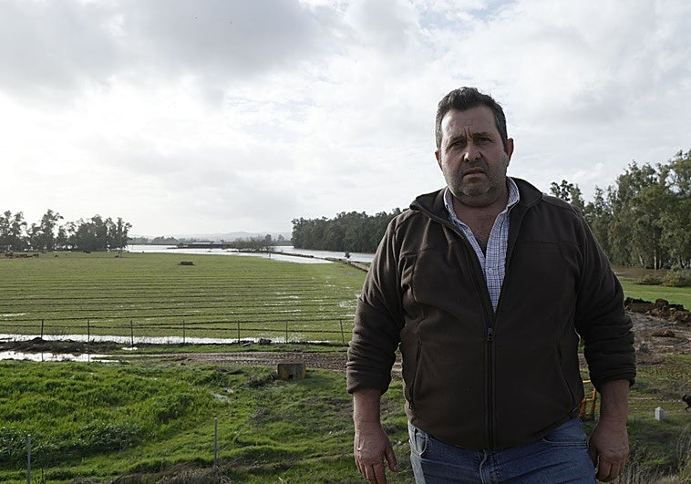 Juan tiene a sus 157 vacas en un sembrado rodeado de agua: «Les queda comida para un día o dos»